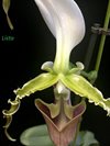 Paphiopedilum parishii var dianthum 